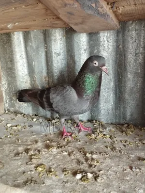 Pigeons for Sale