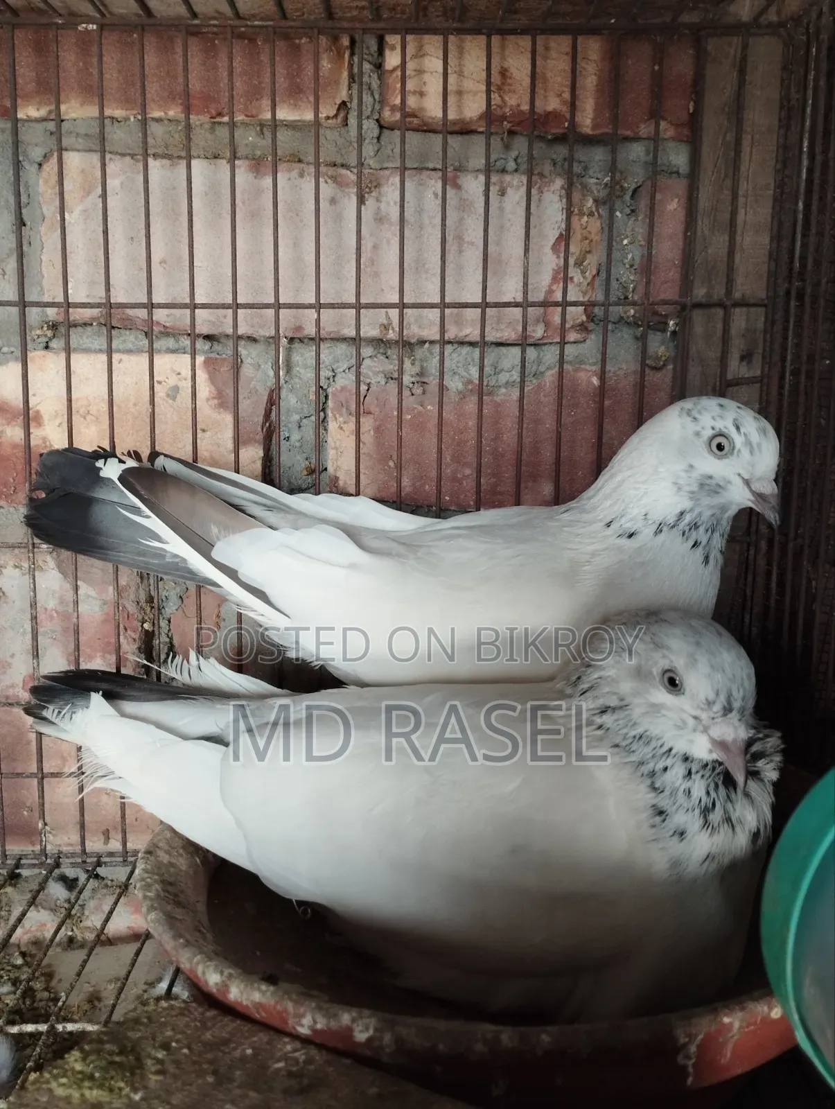 Pigeons for Sale