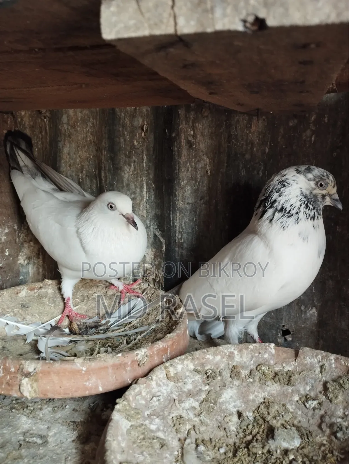 Pigeons for Sale