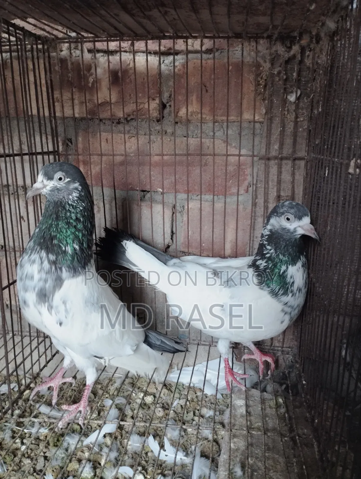 Pigeons for Sale