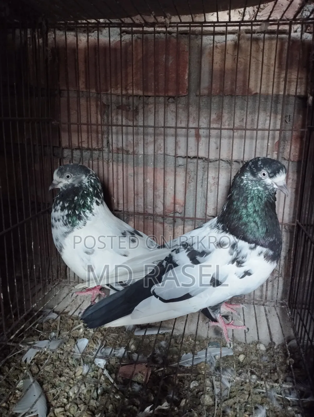 Pigeons for Sale