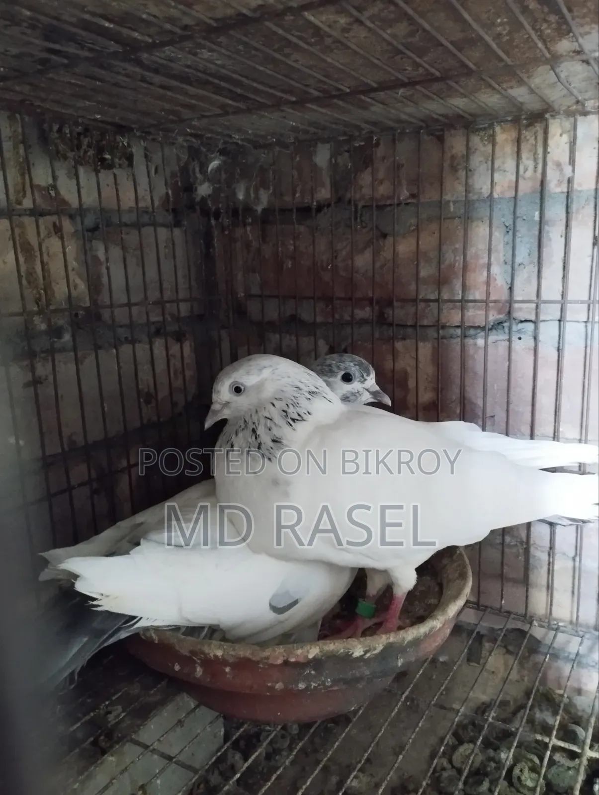 Pigeons for Sale