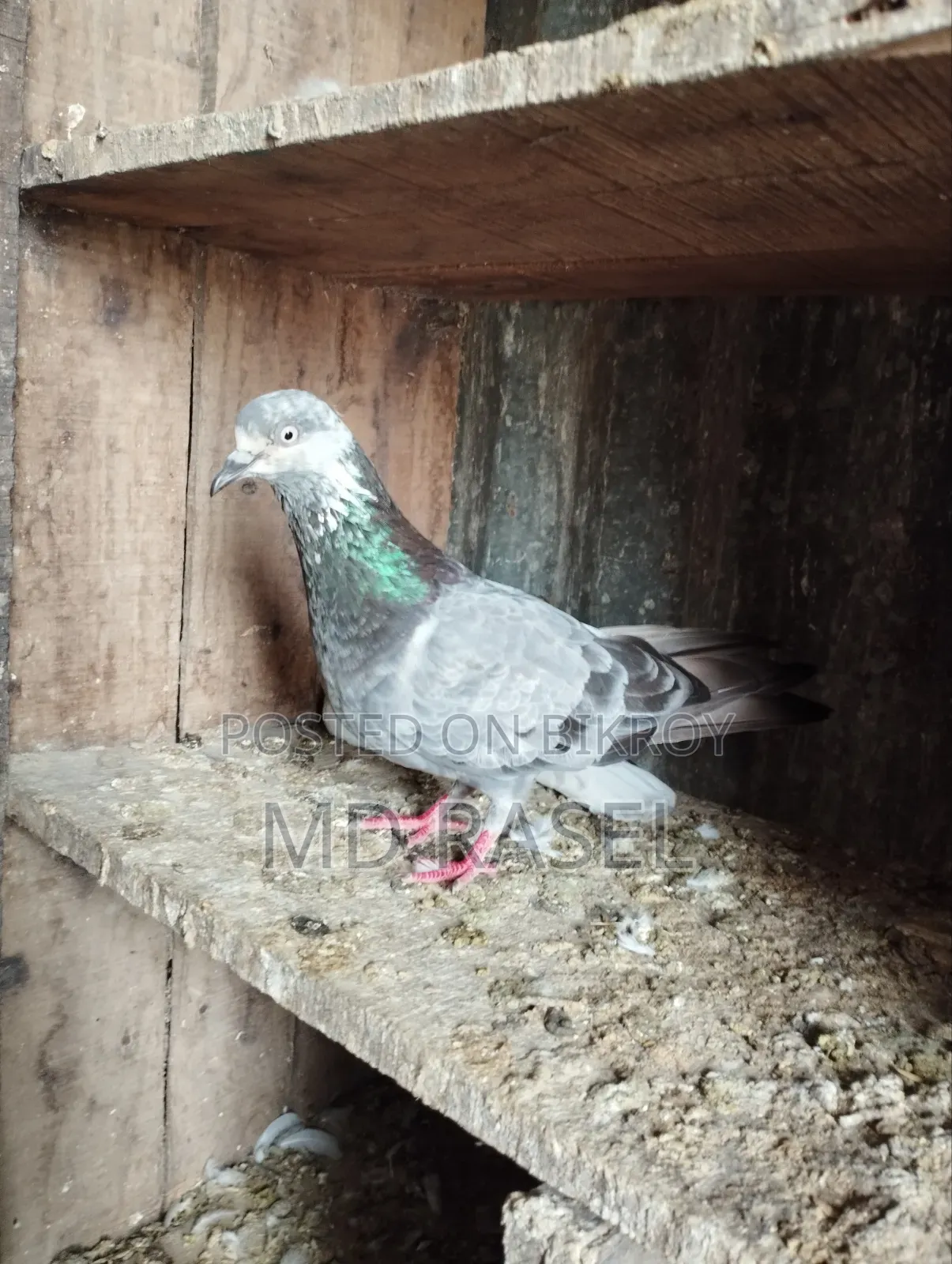 Pigeons for Sale