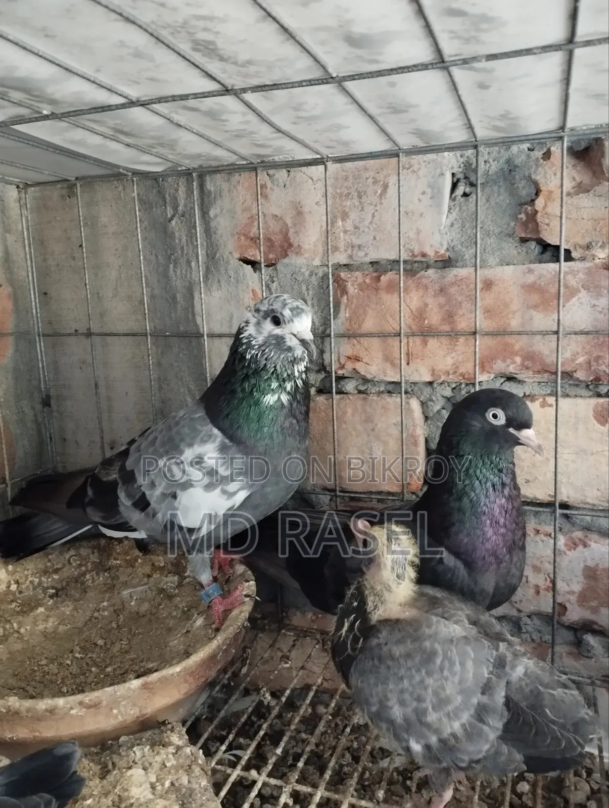 Pigeons for Sale