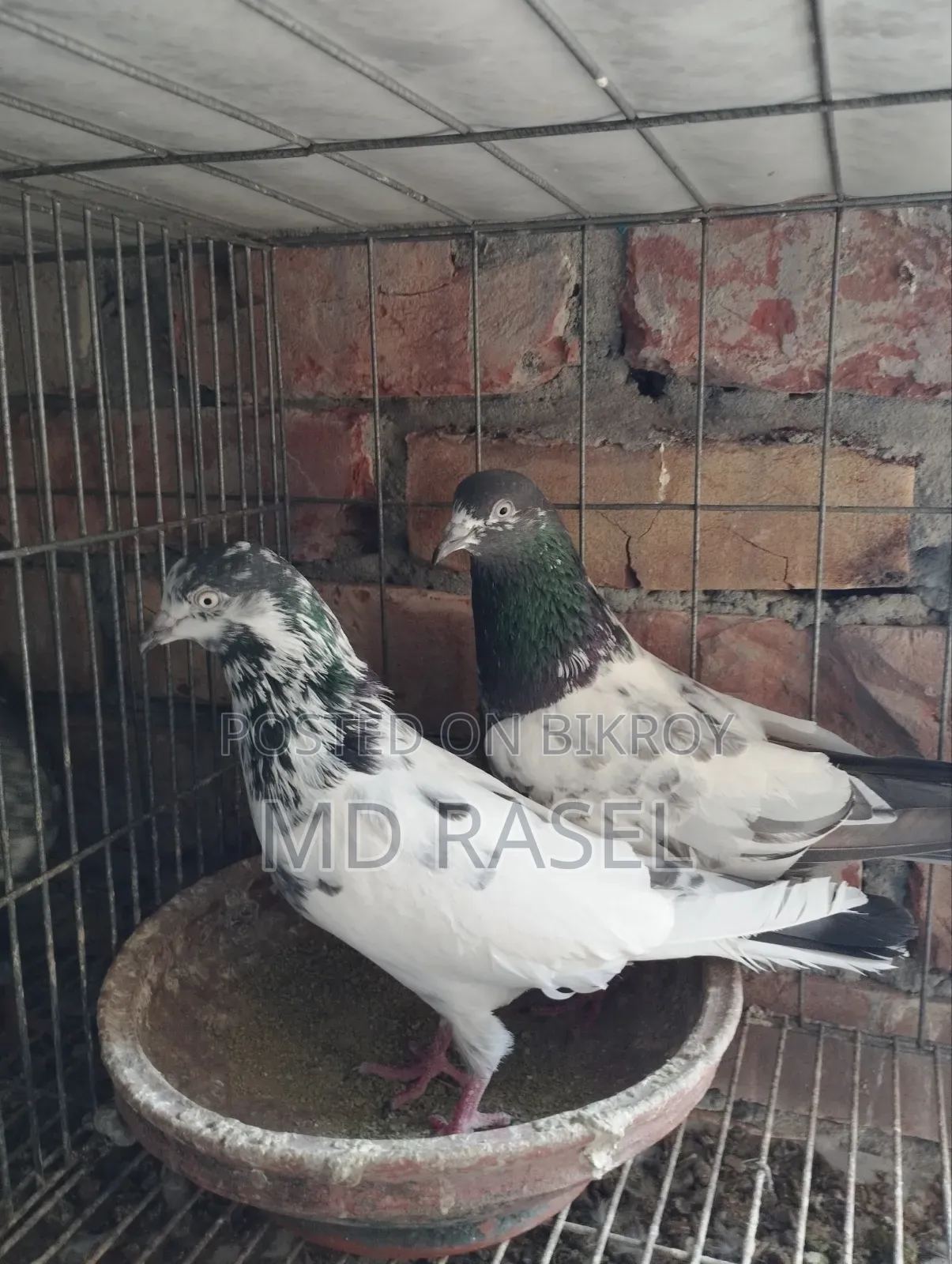 Pigeons for Sale