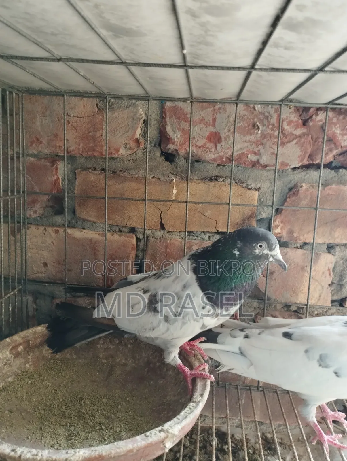 Pigeons for Sale