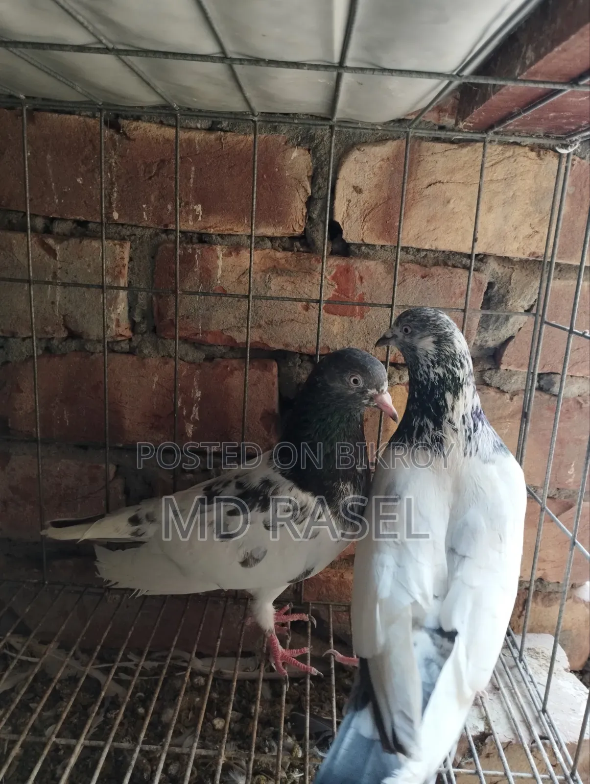 Pigeons for Sale