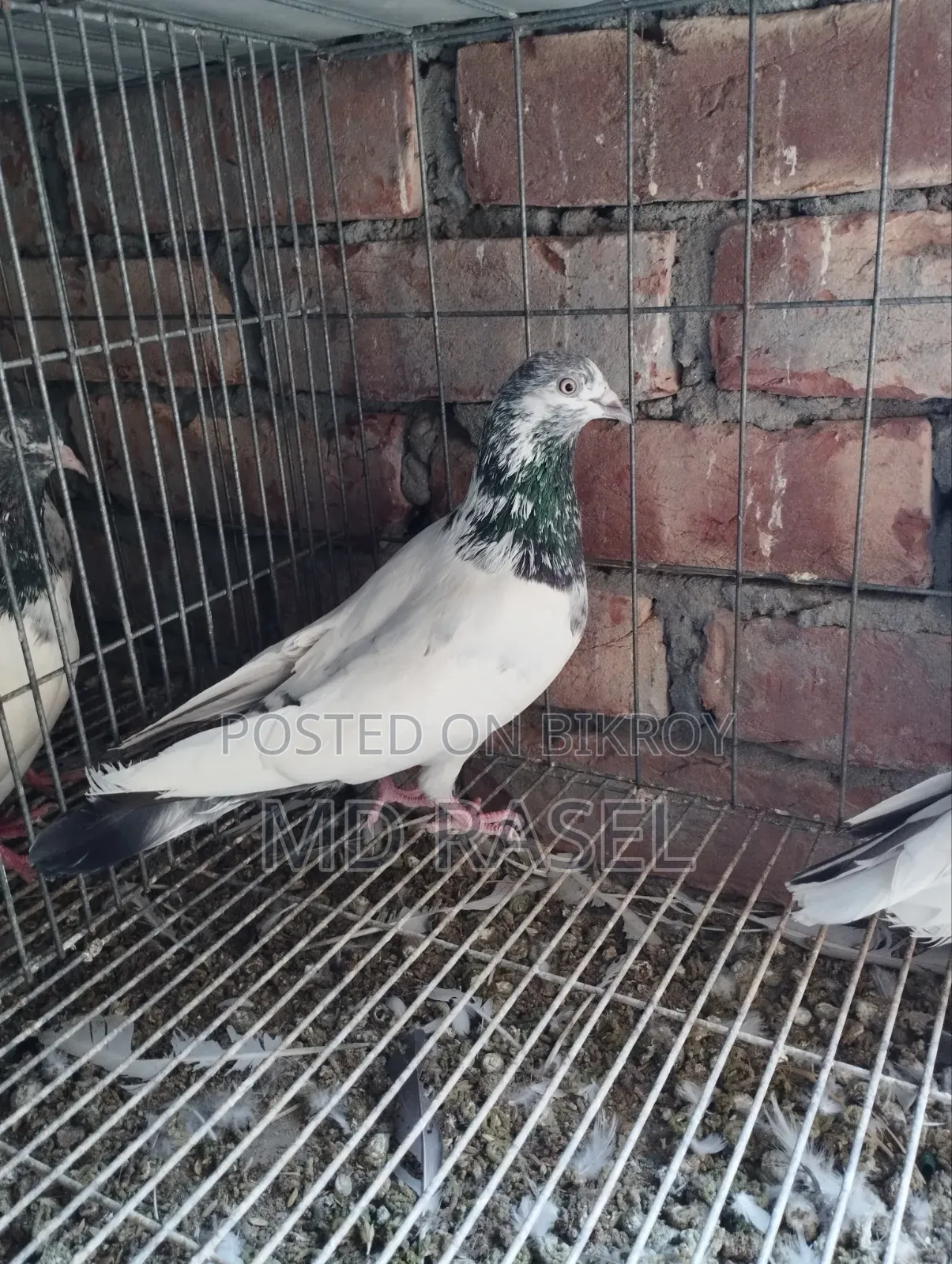 Pigeons for Sale