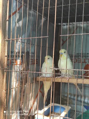 A pair of Budgerigar birds for sale