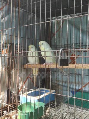 A pair of Budgerigar birds for sale