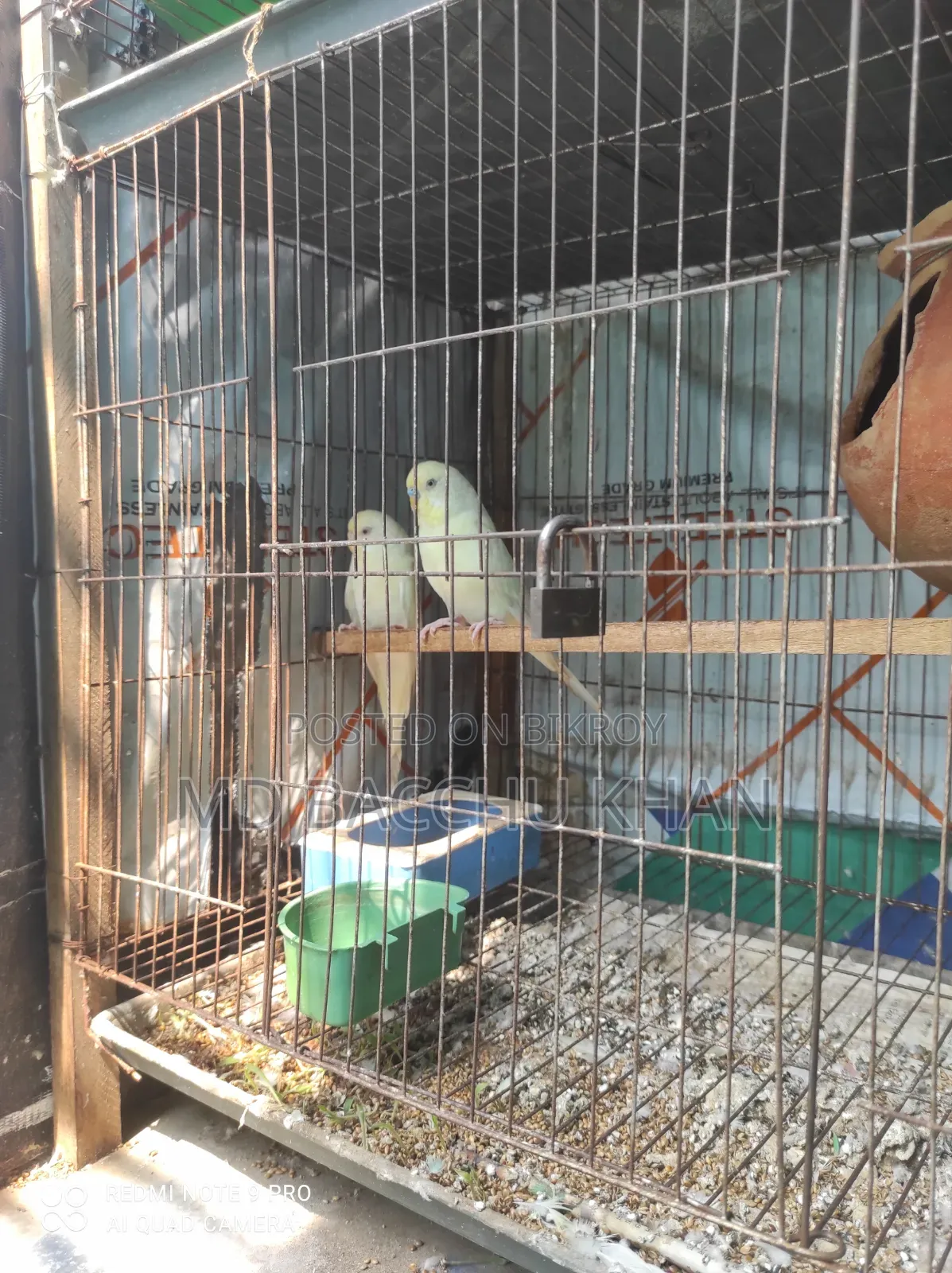 A pair of Budgerigar birds for sale