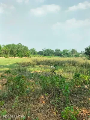 10 Bigha High Land for Sale in Maona, Gazipur