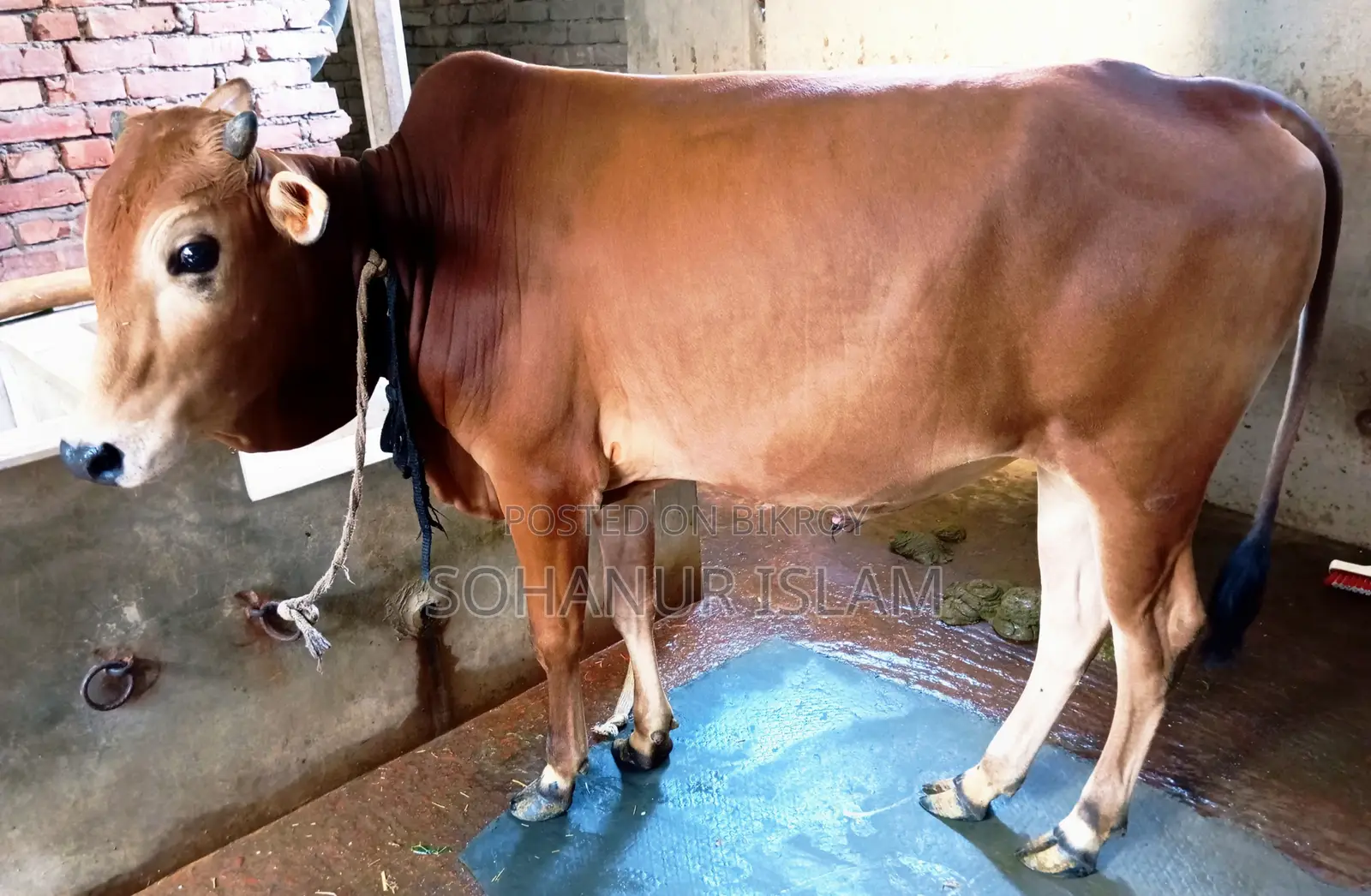Desi Cow Medium Size