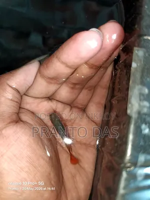 RTP Guppy Fish