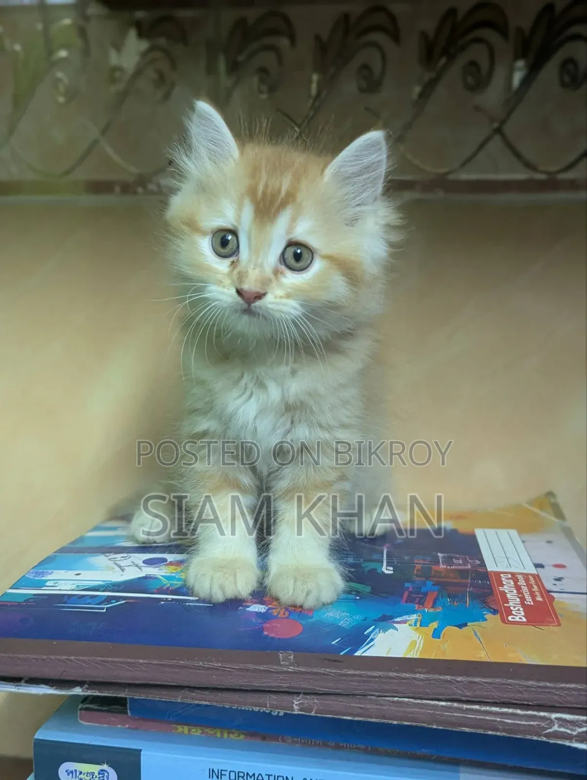 1-3 Months Male Purebred Persian Kitten