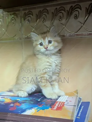 1-3 Months Male Purebred Persian Kitten