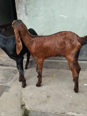 Two Goat Kids