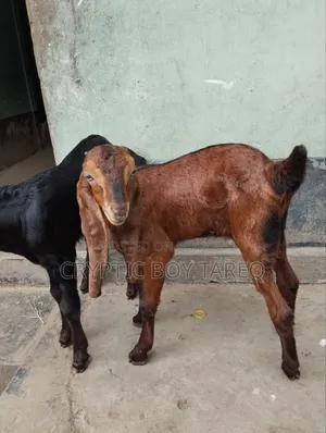 ছাগলের বাচ্চা দুইটি পাঠা-পাঠি