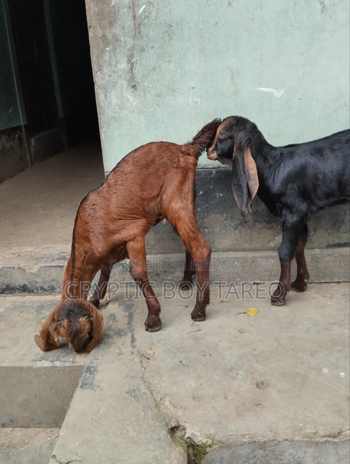 ছাগলের বাচ্চা দুইটি পাঠা-পাঠি