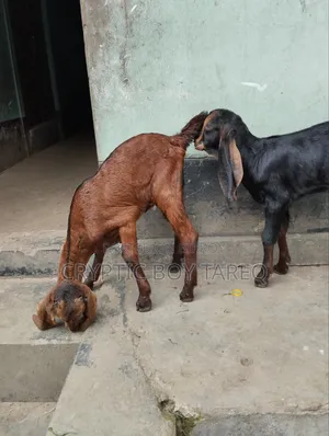 ছাগলের বাচ্চা দুইটি পাঠা-পাঠি
