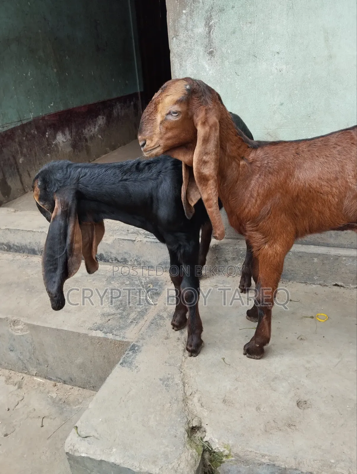 ছাগলের বাচ্চা দুইটি পাঠা-পাঠি