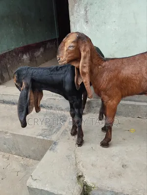 ছাগলের বাচ্চা দুইটি পাঠা-পাঠি