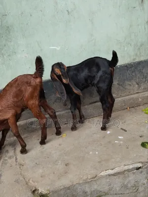 ছাগলের বাচ্চা দুইটি পাঠা-পাঠি