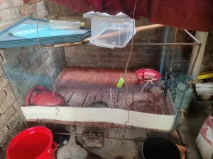 Two Iron Cages For Sale. One for Quail and one for Chicken