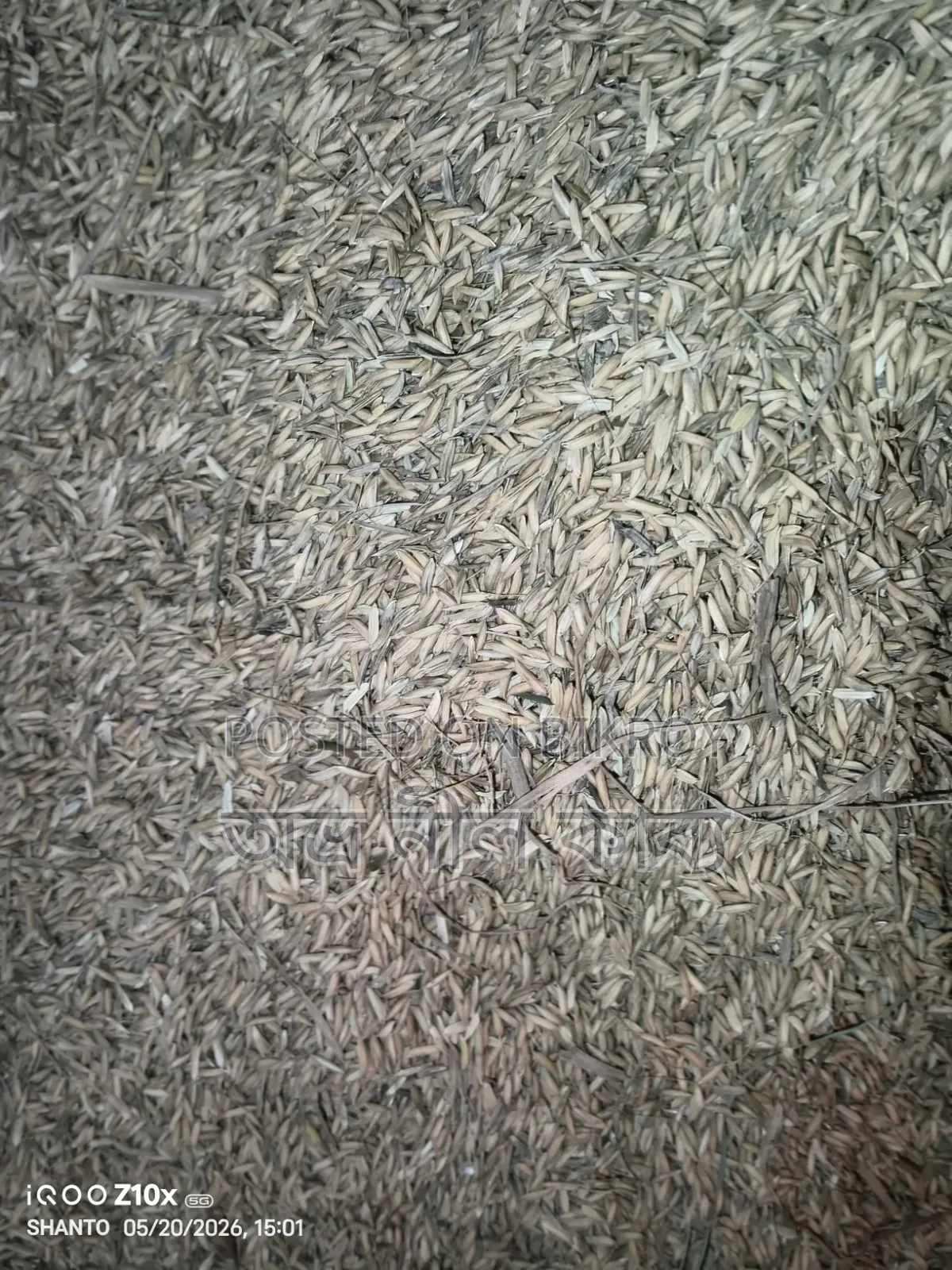 ৮১ চিকোন ধান