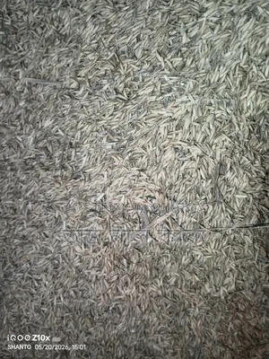 ৮১ চিকোন ধান