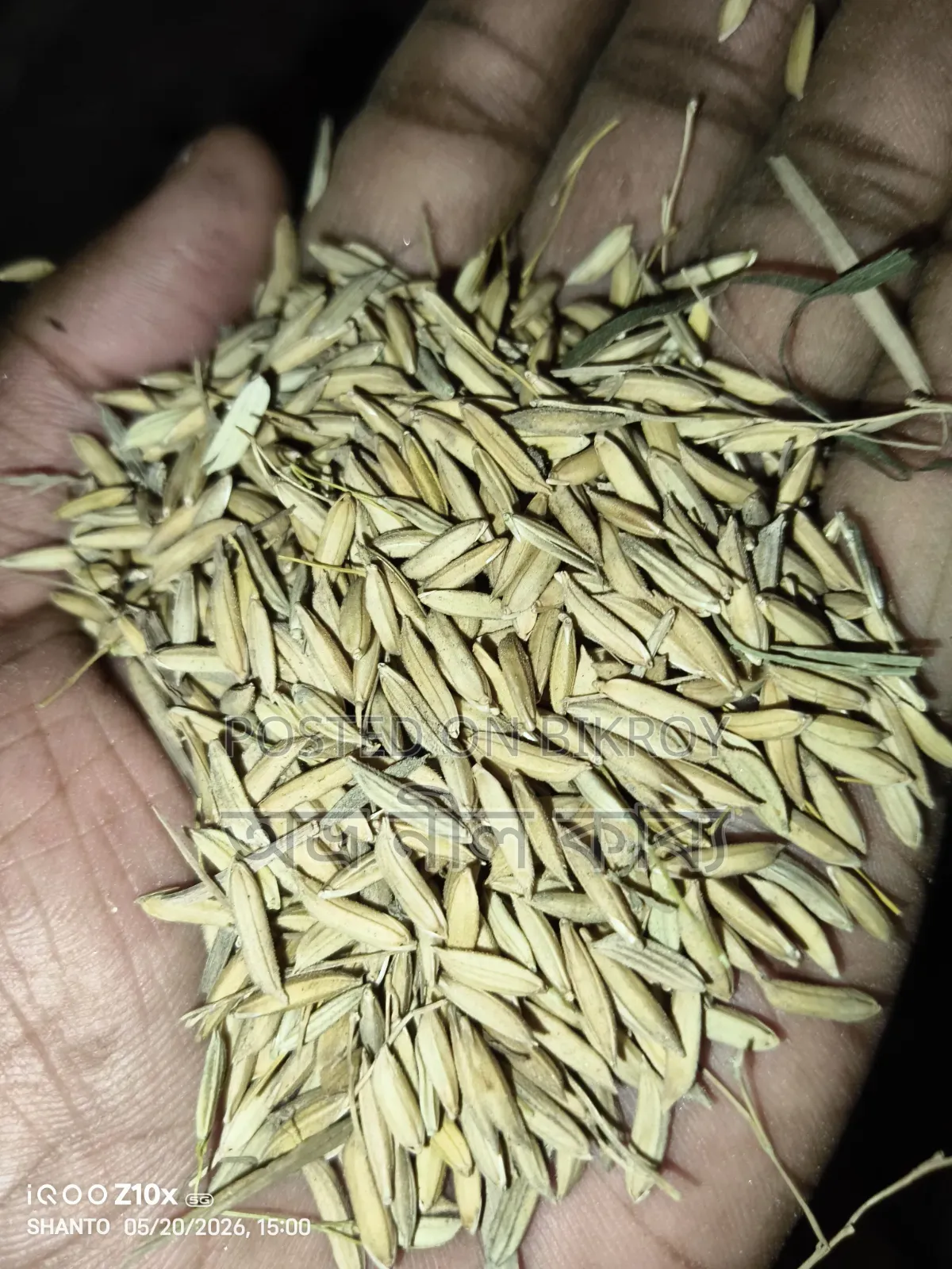 ৮১ চিকোন ধান
