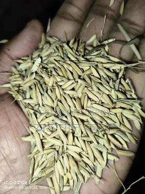 ৮১ চিকোন ধান