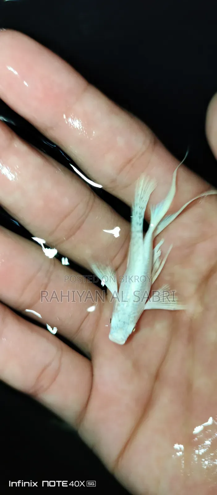 Fish Sell Post