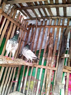 Teddy Male Pigeon