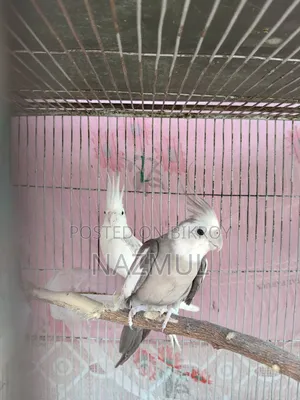 Cockatiel Bird