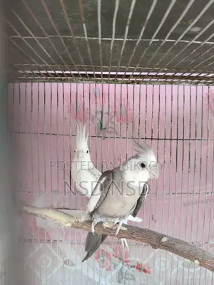 Cockatiel Bird