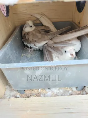 Cockatiel Bird