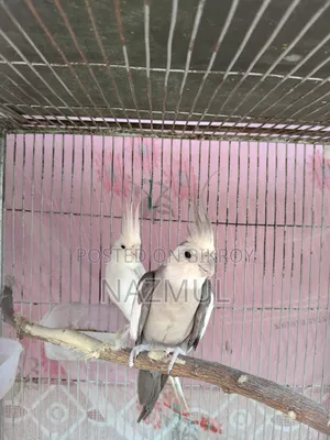 Cockatiel Bird