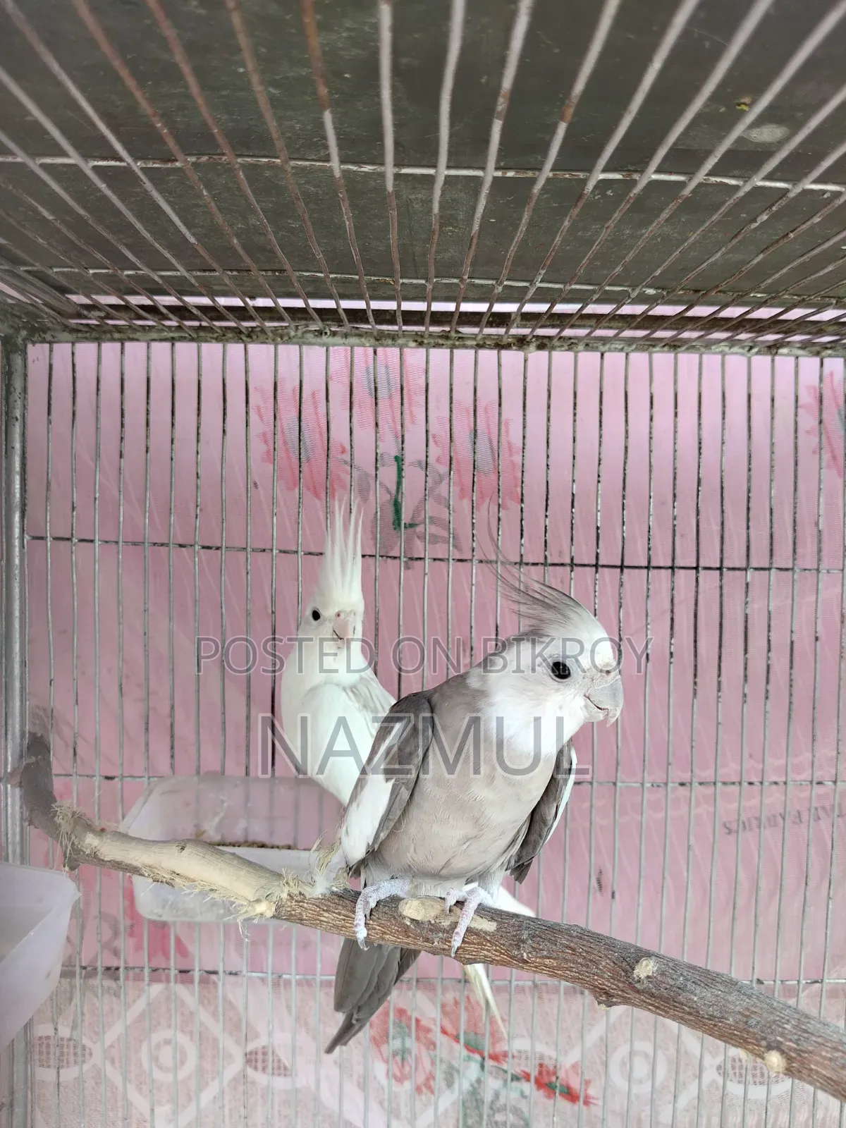 Cockatiel Bird