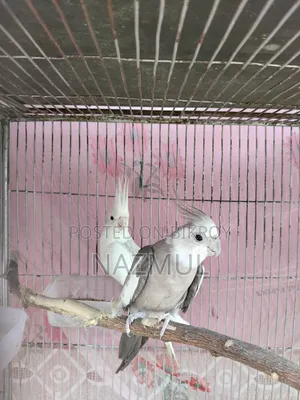 Cockatiel Bird