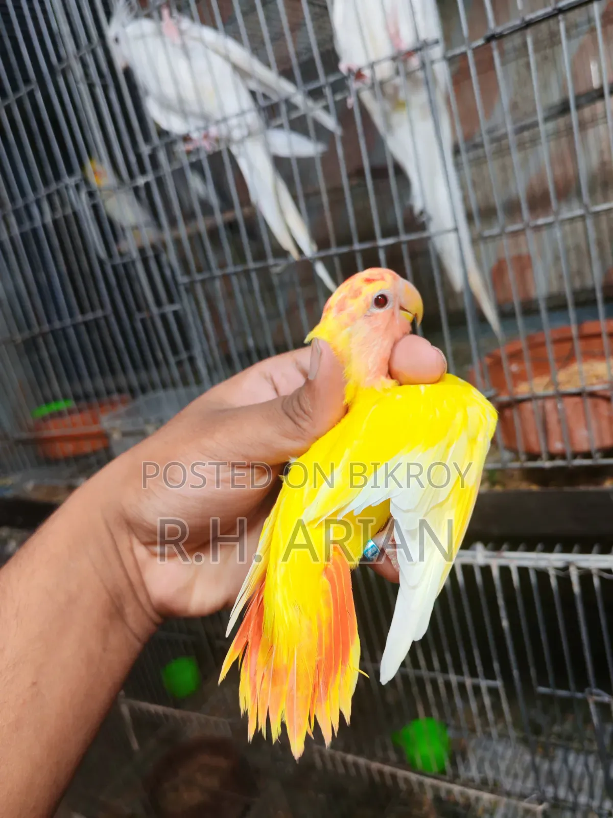Top Quality Lovebird