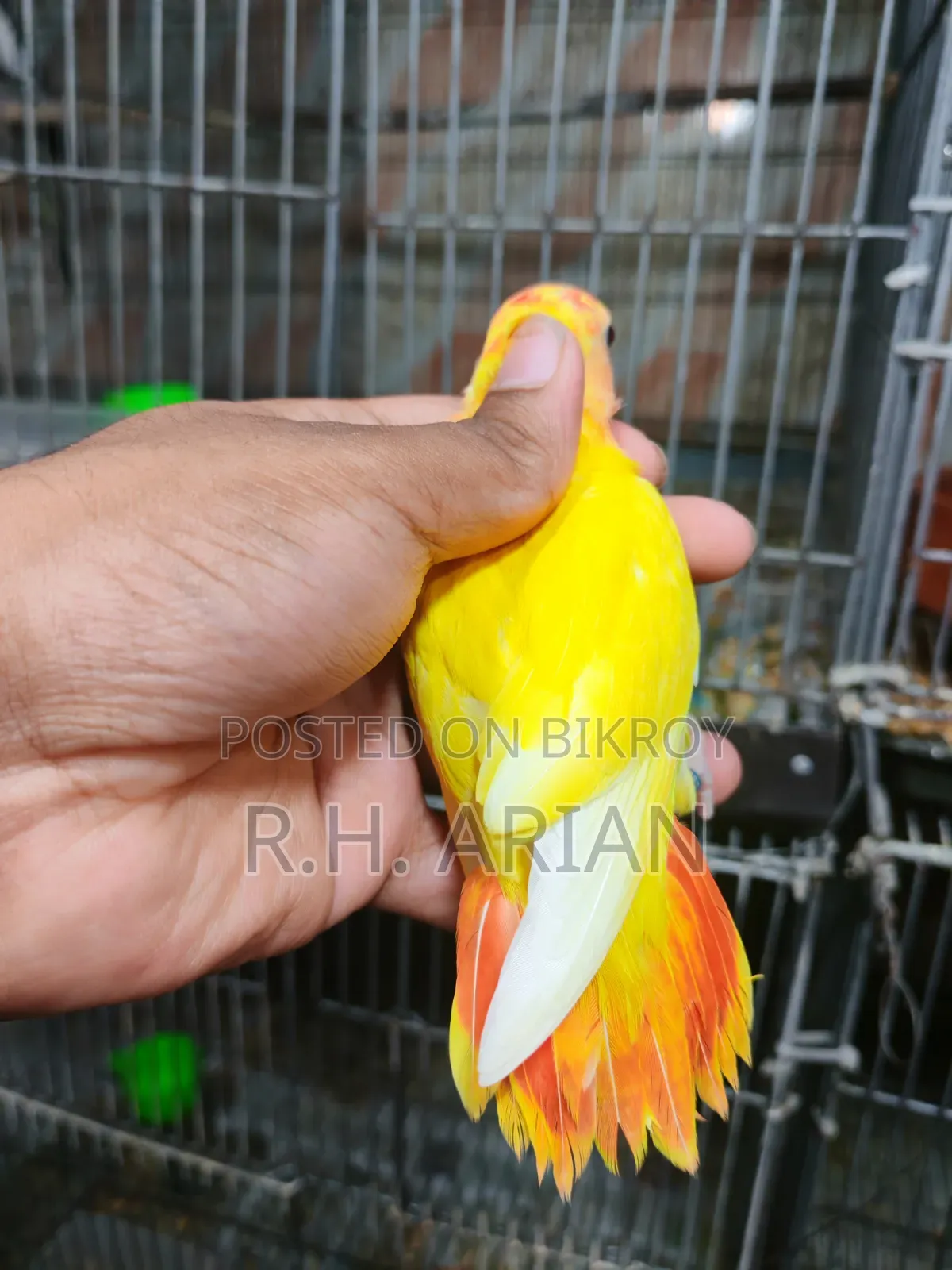 Top Quality Lovebird
