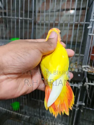 Top Quality Lovebird
