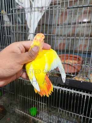 Top Quality Lovebird