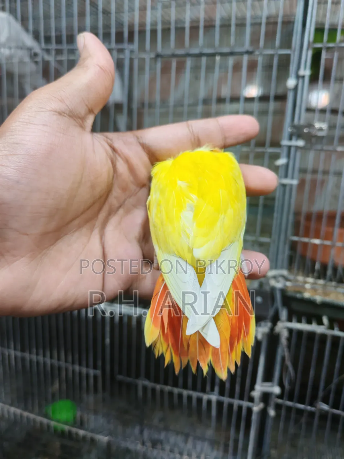 Top Quality Lovebird