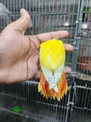 Top Quality Lovebird