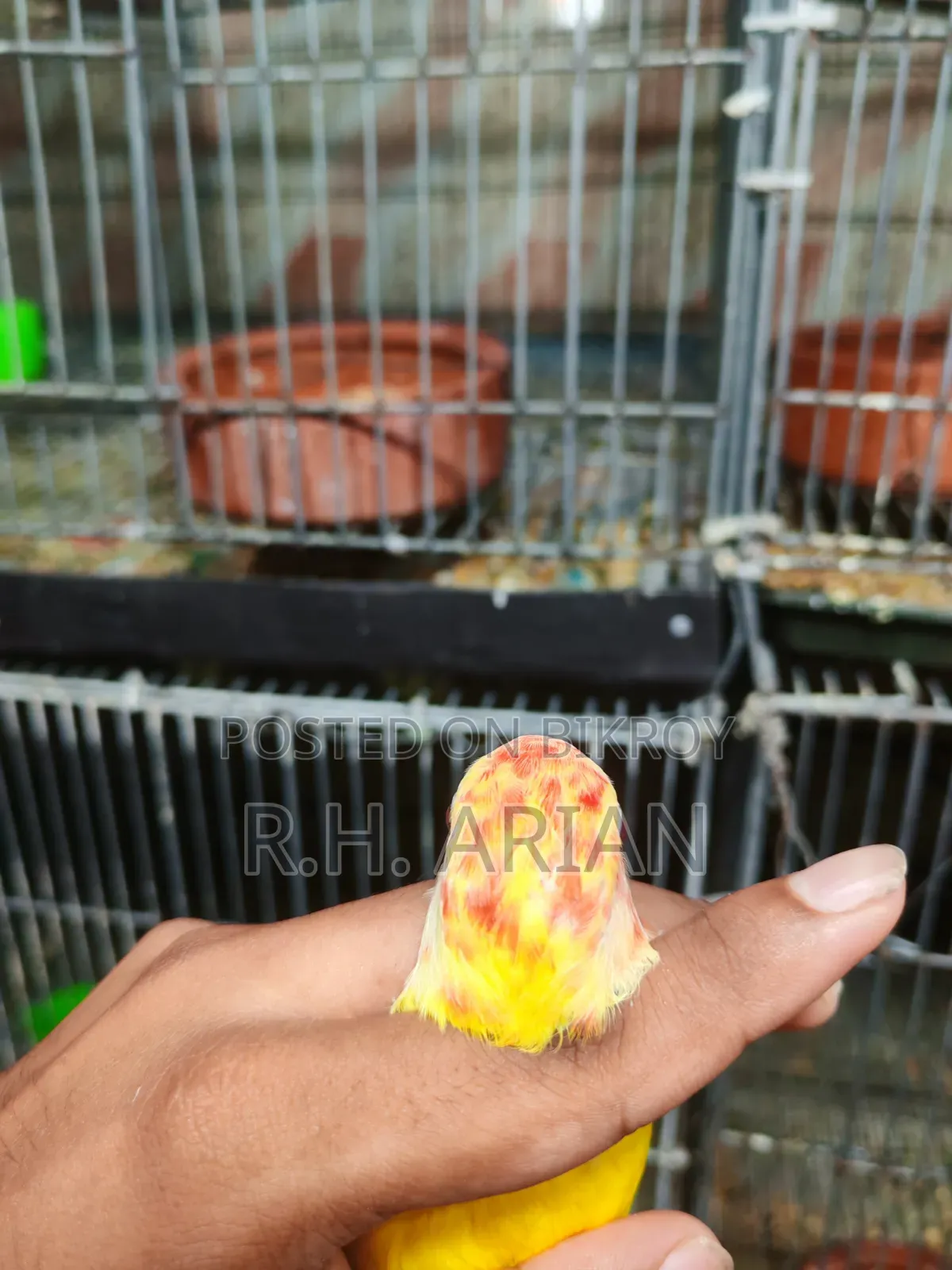 Top Quality Lovebird