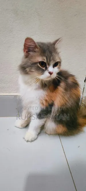 ১ বছরের বেশি বয়সী খাঁটি পার্সিয়ান বিড়াল
