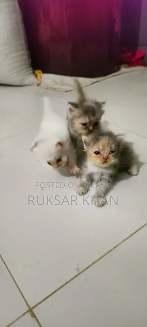 1+ Year Female Purebred Persian