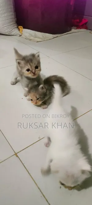 1+ Year Female Purebred Persian